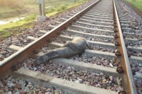 Crocodile on the railway track