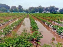 Damage to cotton and groundnut crops