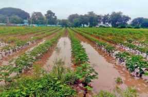 Damage to cotton and groundnut crops