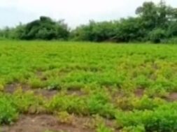Epidemic in peanut crop