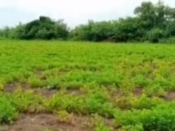 Epidemic in peanut crop