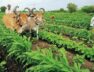 Farmer_Revoi