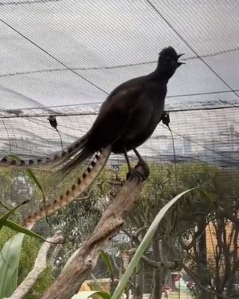 VIRAL VIDEO: જુઓ બાળકની જેમ જ રડતા આ પક્ષીને, વીડિયો જોઇને તમે પણ ચોંકી જશો
