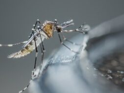 Mosquitoes in an underground water tank-1