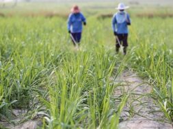 Spraying of pesticides in sugarcane crop