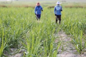 Spraying of pesticides in sugarcane crop