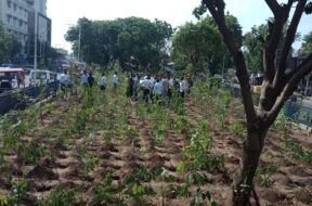 Tree planting by Muni Corporation in Ahmedabad-1