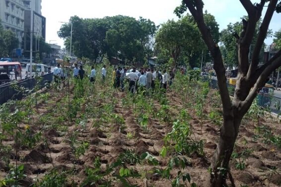 Tree planting by Muni Corporation in Ahmedabad-1
