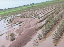 bhavnagar damage crops