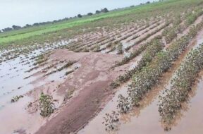 bhavnagar damage crops