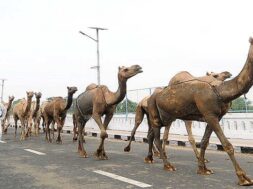 camel milk-1