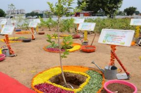 plantation in ahmedabad-1