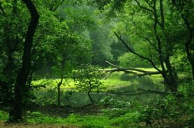 polo-green-forest-1