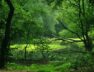 polo-green-forest-1