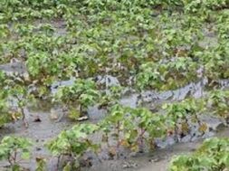 rainfall, damage to cotton crop-1