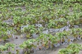rainfall, damage to cotton crop-1