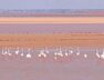 surkhab birds-1