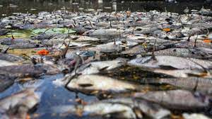 અરુણાચલ પ્રદેશઃ  કામેંગ નદીનું પાણી અચાનક જ  થઈ ગયું કાળું, હજારો માછલીઓના મોત ચિંતાનો વિષય