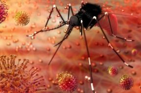 57112rhg_zika-virus_625x300_09_October_18