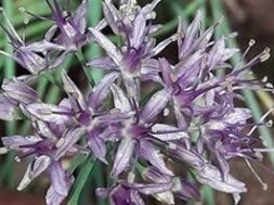 Allium Negianum