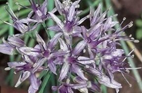 Allium Negianum