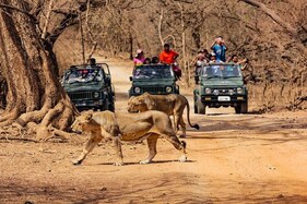 Sasan-gir-national-park