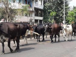 Stray Cattle Ahmedabad-1