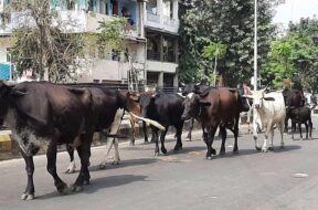 Stray Cattle Ahmedabad-1