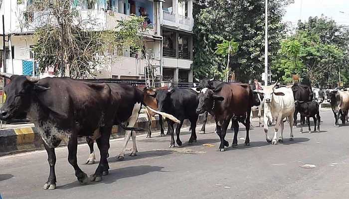 ગાંધીનગરમાં રખડતા ઢોરનો ત્રાસ યથાવત, મ્યુનિ દ્વારા રોજ 13 ઢોર પકડવામાં આવે છે