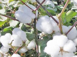 cotton-1