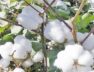 cotton-1