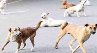 રખડતાં કૂતરાં – dogs