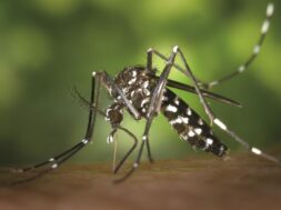 revoiaedes-albopictus-asian-tiger-mosquito-dengue-