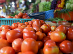 tomato-bccl