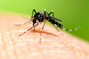 768-512-5025119-thumbnail-3×2-dengue