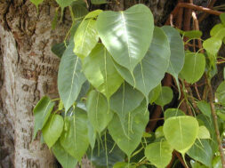 Ficus_religiosa_Bo