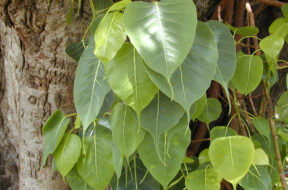 Ficus_religiosa_Bo