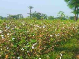 cotton, crop, pink caterpillars,-1