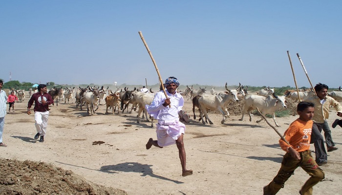 રણ વિસ્તાર પાટડી અને ધામા ગામે ગોવાળ પાછળ ગાય દોડાવવાની સ્પર્ધા યોજાઈ