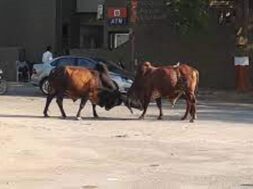 dhoraji, bull fight