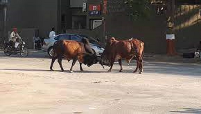 ગાંધીધામના ટાગોર રોડ પર દોડતા આખલાંએ બાઈકને ઢીંચ મારતાં બાઈકસવારનું મોત