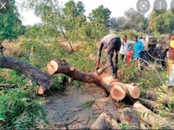 gandhinagar tree cut-1