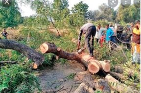 gandhinagar tree cut-1