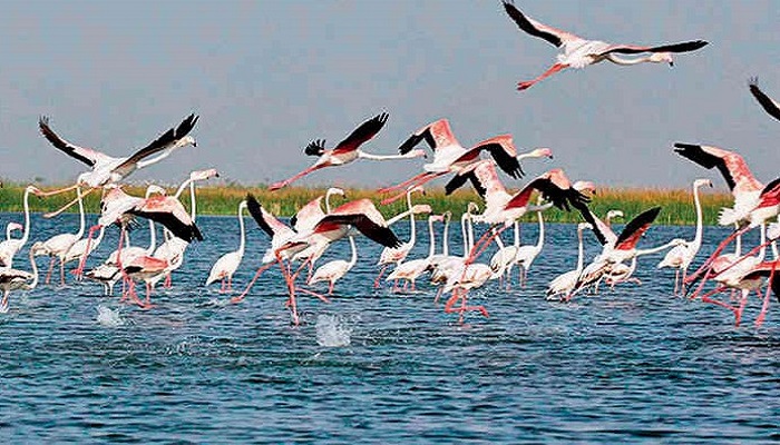 નળ સરોવરમાં 250થી વધુ પ્રજાતિના રંગબેરંગી દેશ-વિદેશના પક્ષીઓનો જમાવડો, પર્યટકો ઉમટી પડ્યાં