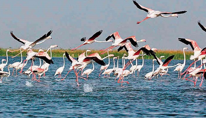 દેશમાં તમામ વેટલેન્ડના કુલ ક્ષેત્રફળમાં ગુજરાતનો હિસ્સો 21 ટકા