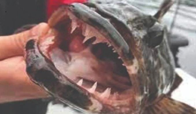વાંચો રોજના 20 દાંત બદલી આ અસાધારણ માછલી વિશે, જાણો તેની અન્ય વિશેષતા