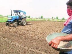 rabi sowing-1