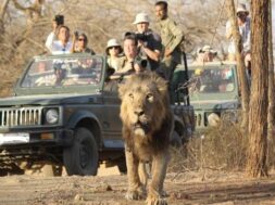 sasan gir lion-1