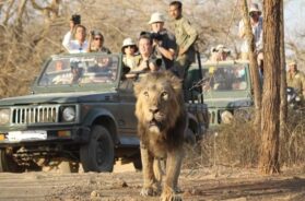 sasan gir lion-1