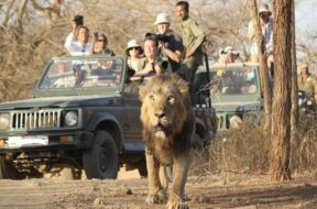 sasan gir lion-1